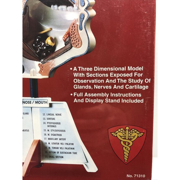 Nose Mouth Model Kit STEM Ages 10+ Lindberg Made in USA - Picture 3 of 10